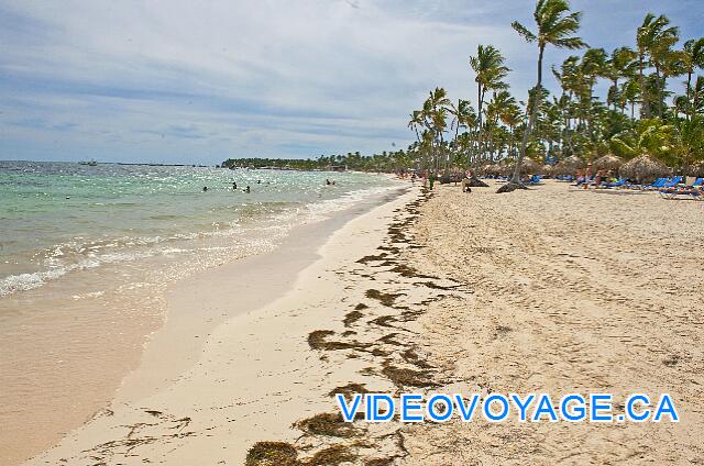 République Dominicaine Punta Cana Dreams Palm Beach El alga marina deposita en la playa.