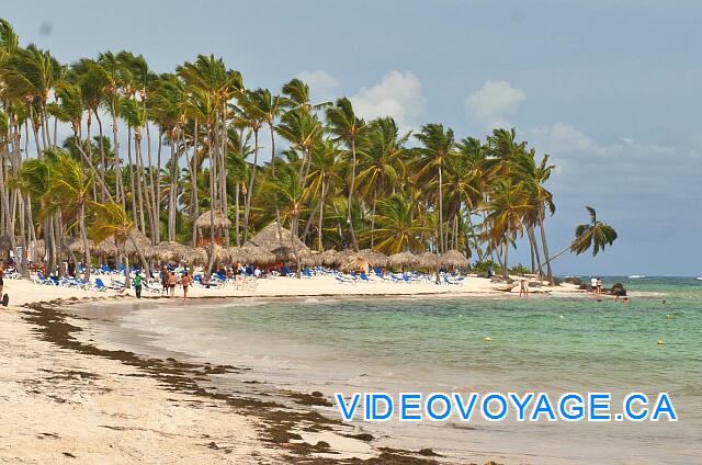 République Dominicaine Punta Cana Dreams Palm Beach Siempre existe la algas en la playa Cabeza de Toro.