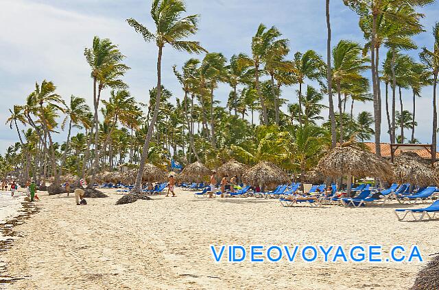 République Dominicaine Punta Cana Dreams Palm Beach Un vent perpendiculaire à la plage souffle toujours. De nombreux palmiers, palapas et chaises longues.