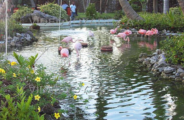 Republique Dominicaine Punta Cana Grand Palladium Bavaro Resort At the entrance to the hotel reception with a pond pink flamingo.