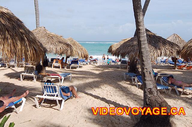 Republique Dominicaine Punta Cana Grand Paradise Bavaro La primera vista de la playa. Palmeras en la playa, con tumbonas y sombrillas.
