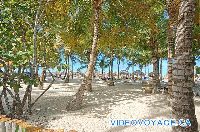 République Dominicaine Punta Cana Iberostar Bavaro Una pequeña porción de la playa con muchas palmeras en la playa. Muchos clientes prefieren estar a la sombra bajo los árboles en lugar de bajo un palapas.