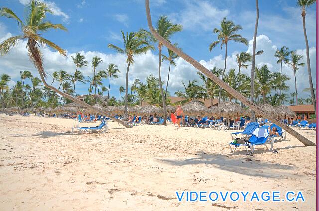 Republique Dominicaine Punta Cana VIK Hotel Arena Blanca Avec les arbres qui ajoutent un style