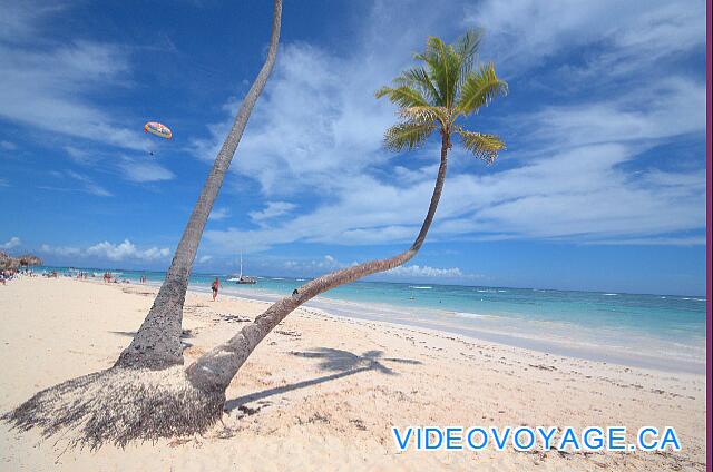 Republique Dominicaine Punta Cana VIK Hotel Arena Blanca Un des arbres qui semblent tomber