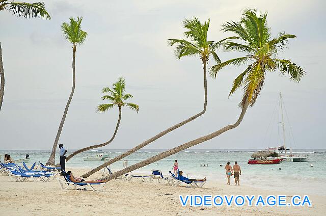 Republique Dominicaine Punta Cana VIK Hotel Arena Blanca Des arbres  qui ajoutent un cachet à la plage