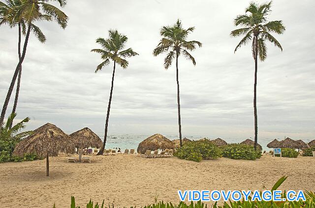 République Dominicaine Punta Cana Majestic Elegance Palm trees growing on the beach, but not in large enough quantities for shade.