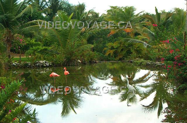 Republique Dominicaine Punta Cana Melia Caribe Tropical Between the reception and the beach, a pond surrounded by thick vegetation. Beautiful birds live there.