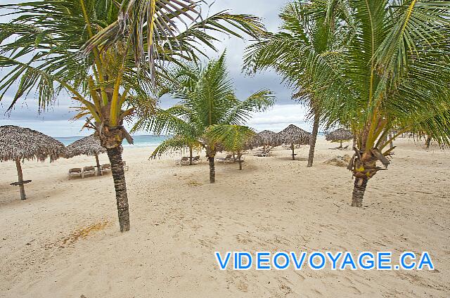 République Dominicaine Punta Cana Hard Rock Punta Cana On the beach, young palm trees on the beach.