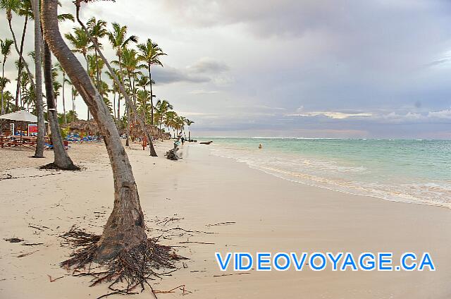 Republique Dominicaine Punta Cana Natura  Park Algunos árboles que crecen en la playa.