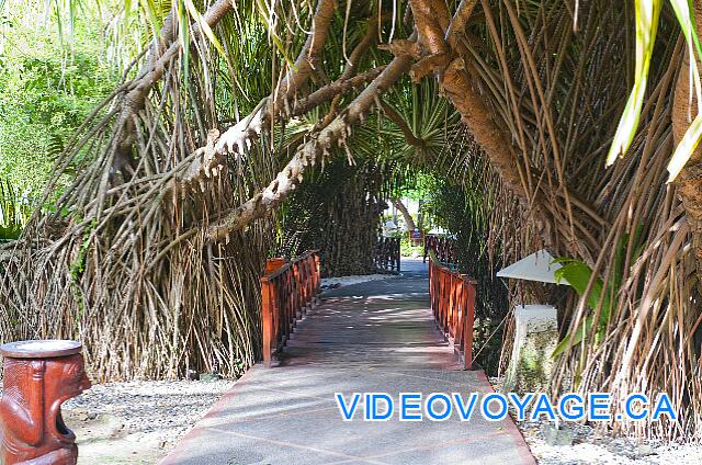 Republique Dominicaine Punta Cana Natura  Park Un camino que atraviesa las raíces de un árbol que crece normalmente en una laguna.