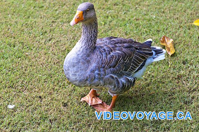 Republique Dominicaine Punta Cana Natura  Park Il y a des canards aussi, parfois ils se chicanent avec les autres...