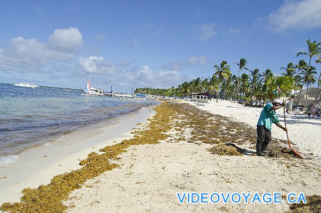 République Dominicaine Punta Cana Be Live Grand Punta Cana There is a lot of seaweed deposited on the beach. In the morning, the staff removes the algae.