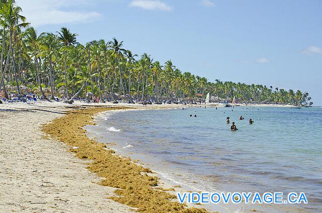 République Dominicaine Punta Cana Be Live Grand Punta Cana The deposit seaweed on the beach continues over a long distance ...