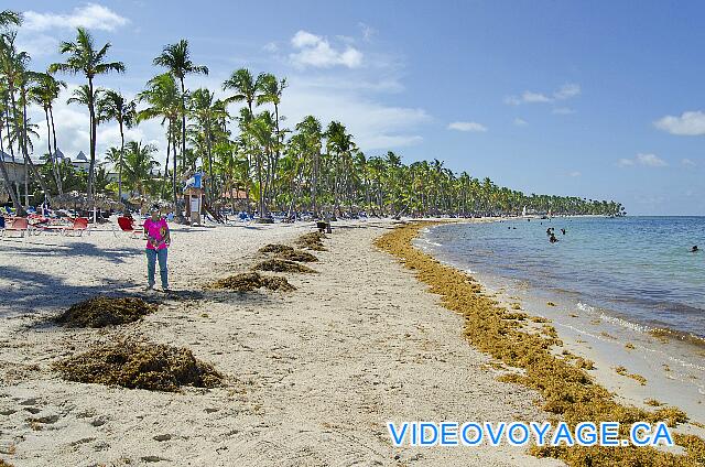 République Dominicaine Punta Cana Be Live Grand Punta Cana The deposit seaweed on the beach continues over a long distance ...