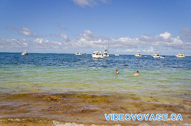 République Dominicaine Punta Cana Be Live Grand Punta Cana We can see the bottom of the photograph a brown seaweed strip suspended over the edge of the shore. Then there a distance of 10-20 meters without suspended algae or seaweed at the bottom, this area is the area that bathers prefer. More loins, a large amount of algae grows in the bottom of the water.