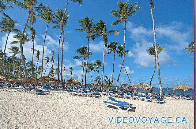 République Dominicaine Punta Cana Be Live Grand Punta Cana Une plage profonde, plusieurs palmiers sur la plage, quelques palapas et de nombreuses chaises longues.