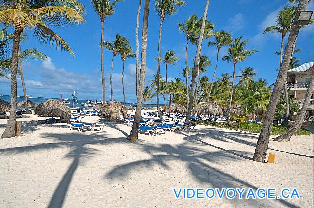 République Dominicaine Punta Cana Be Live Grand Punta Cana Many palm tree on the beach.