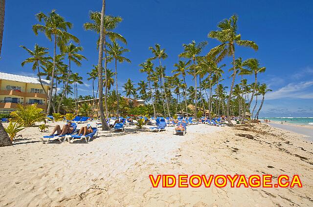 Republique Dominicaine Punta Cana Barcelo Dominican De nombreux palmier sur la plage du coté nord de la plage.