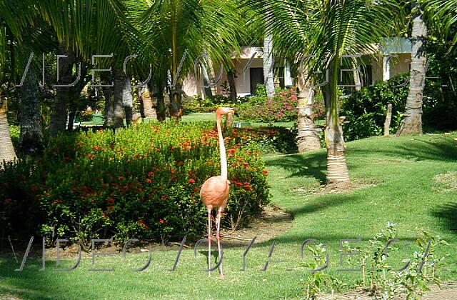 Republique Dominicaine Punta Cana Paradisus Punta Cana A travers cette végétation, vous pouvez rencontrer plusieurs animaux exotiques.