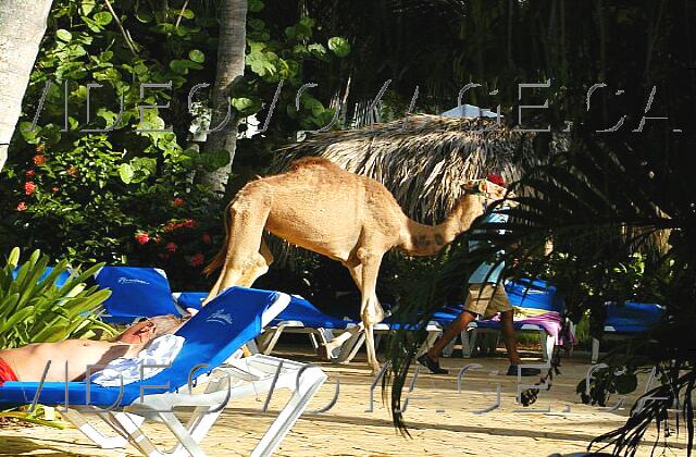 Republique Dominicaine Punta Cana Paradisus Punta Cana Sometimes even inatendu animals!