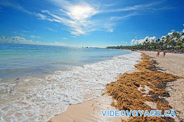 République Dominicaine Punta Cana Paradisus Palma Real The seaweed deposited on the beach in the morning. Many algae at the bottom of the sea front of the hotel causes this deposit.