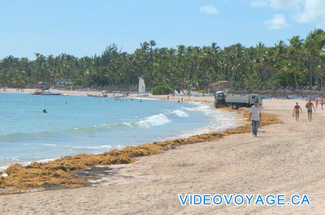 République Dominicaine Punta Cana Paradisus Palma Real The mechanical cleaning of the beach in the morning removes the algae deposit on the edge of the beach.