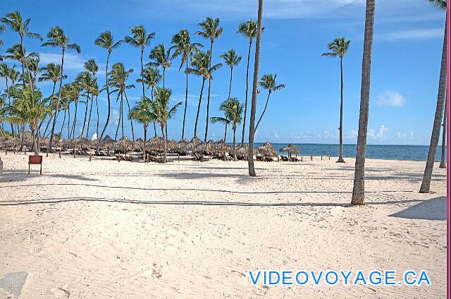 République Dominicaine Punta Cana Paradisus Palma Real Des palmiers qui poussent sur la plage.