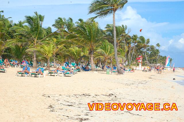 Republique Dominicaine Punta Cana Riu Palace Punta Cana De nombreux arbres sur la plage, les clients préfèrent les arbres aux parasols.