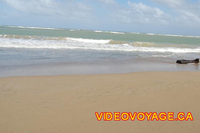 Republique Dominicaine Punta Cana Sivory Des vagues assez puissantes pour amener de gros arbres sur la plage.