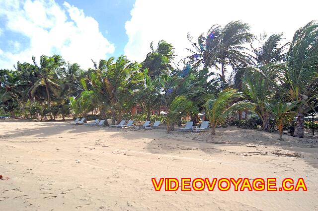 Republique Dominicaine Punta Cana Sivory Peu de parasols, quelques chaises longues sur une grande distance.