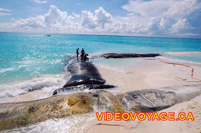 Mexique Playa del Carmen Allegro Playacar Les plongeurs amènent une pompe qui amène de l'eau avec du sable sur la plage.  Après quelques jours, cette portion a été ajouté.