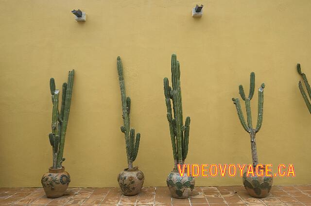 Mexique Riviera Maya Dreams Tulum Cacti along a wall.