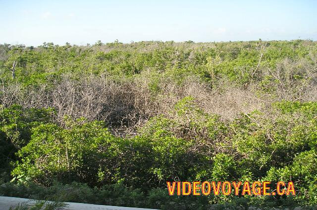 Mexique Riviera Maya Dreams Tulum A fairly dense vegetation around the hotel website.