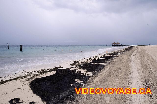 Mexique Puerto Morelos Excellence Riviera Cancun Los depósitos de algas se eliminan mecánicamente. Cuando no se quita las algas, una cantidad grande se acumula en la playa.