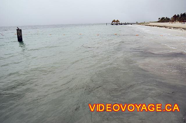 Mexique Puerto Morelos Excellence Riviera Cancun El mar estaba agitado, que trae las algas en el borde, que no es indicativo de la calidad de la playa durante el hermoso día.