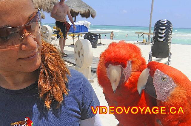 mexique Playa Paraiso paraiso del mar On the beach, parrot for photographs with customers.