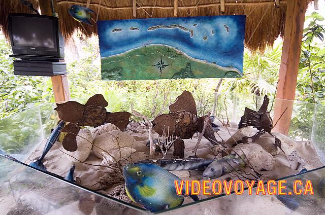 Mexique Puerto Morelos Sapphire Riviera Cancun Con un ejemplo de peces que se puede ver.