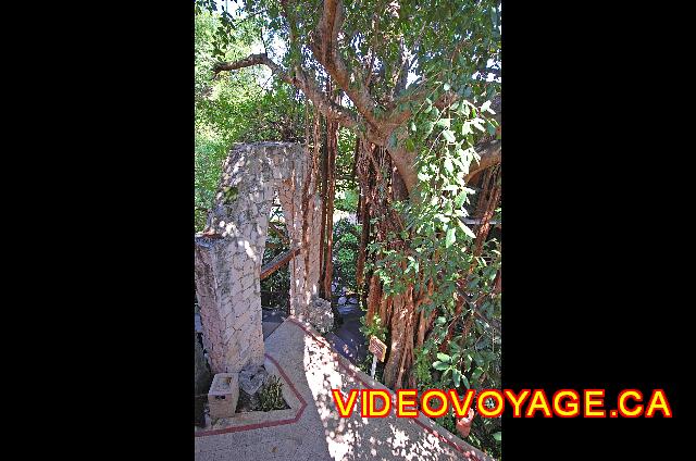 Mexique Playa del Carmen Reef Playacar Close to the ark, a large tree with many creepers.