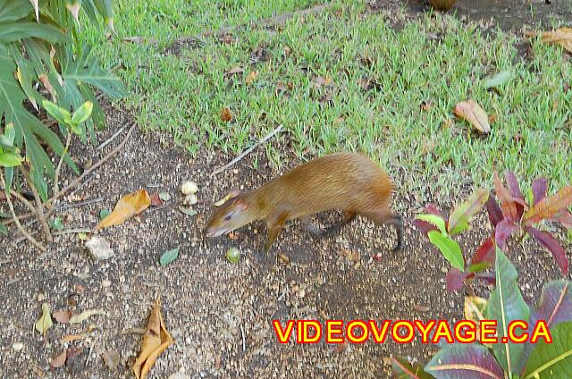 Mexique Playa del Carmen Riu Yucatan Animals on the site that attract the attention of customers.