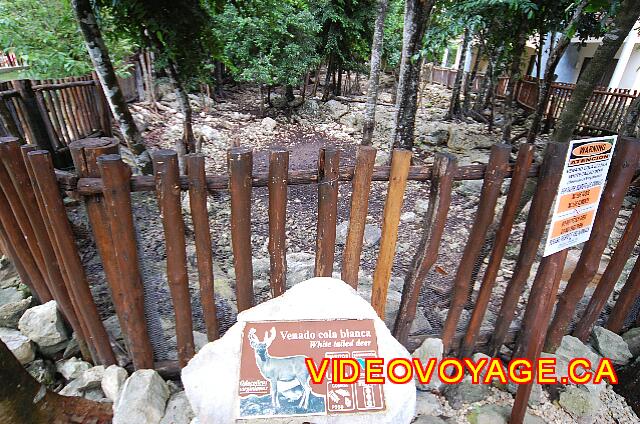 Mexique Riviera Maya Grand Flamenco Xcaret Un enclos avec  animaux.