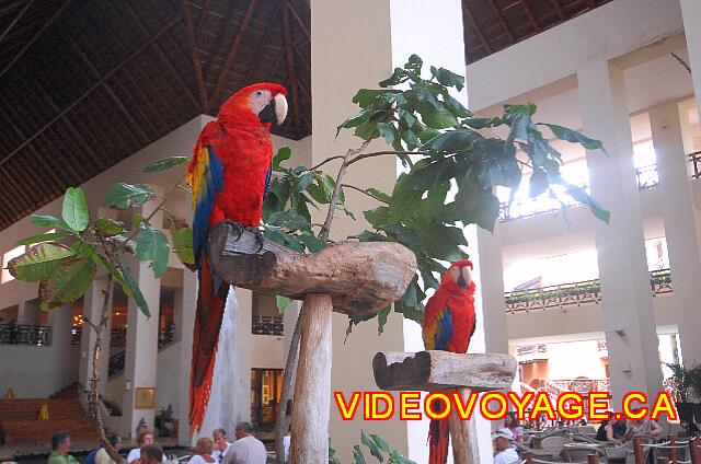 Mexique Riviera Maya Grand Flamenco Xcaret Birds that often squabbling ...