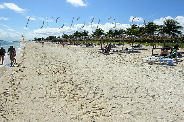 Cuba Santa Lucia Club Amigo Caracol Some palm low on the beach. A small deposit seaweed on the waterfront.