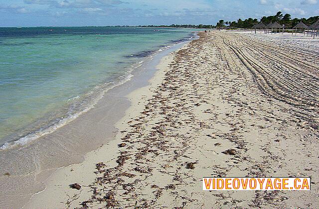 Cuba Santa Lucia Gran Club Santa Lucia Siempre hay algo de alga marina seca depositada en la playa.