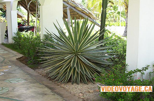 Cuba Santa Lucia Gran Club Santa Lucia Many landscaping.