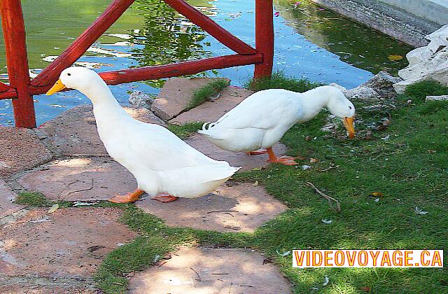 Cuba Santa Lucia Gran Club Santa Lucia Hay muchos animales en el lugar.