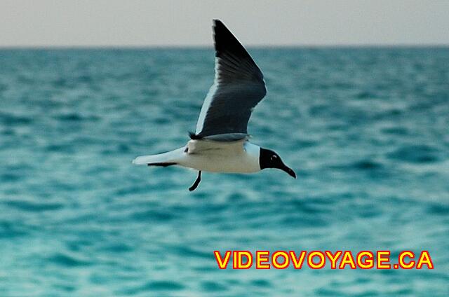 Cuba Cayo Santa Maria Melia Las Dunas The birds on the edge of the sea.