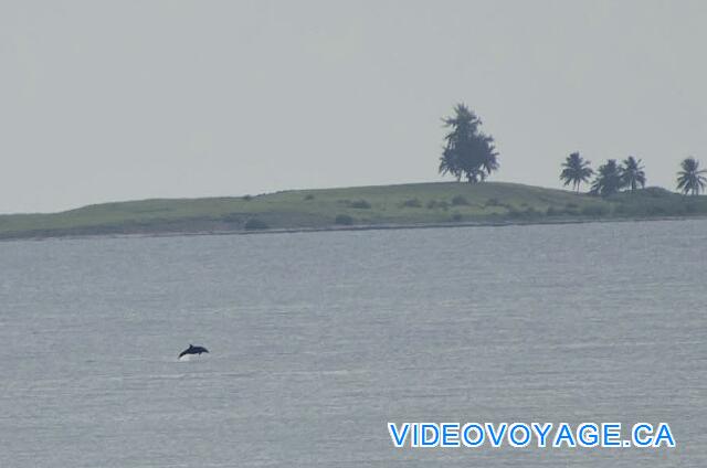 Cuba Cayo Santa Maria Memories Azul / Paraiso A dolphin that water comes out at the same time!