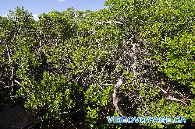 Cuba Cayo Santa Maria Iberostar Ensenachos Le trottoire passe au-dessus d'un mangrove avec une végétation assez abondante.