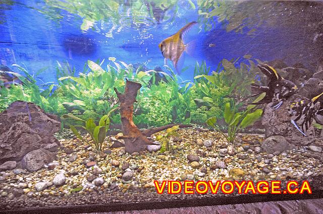 Cuba Santiago de Cuba Melia Santiago de Cuba The aquarium.