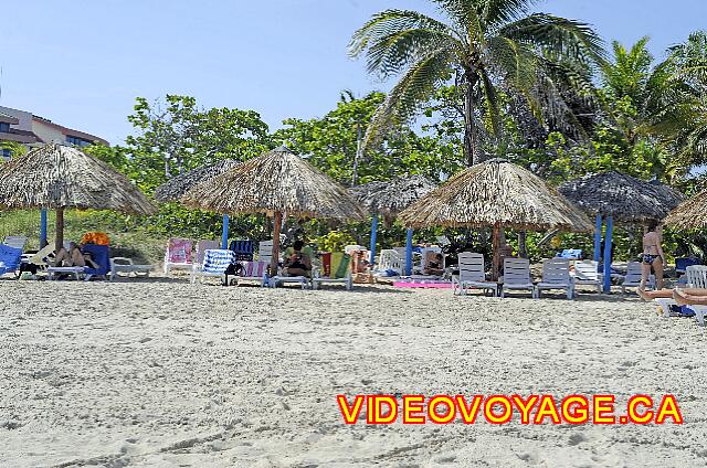 Cuba Varadero ROC Arenas Doradas Des petits palmiers et divers autres arbres sur le bord de la plage.